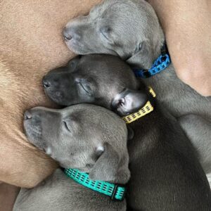 Female Italian Greyhound Puppies