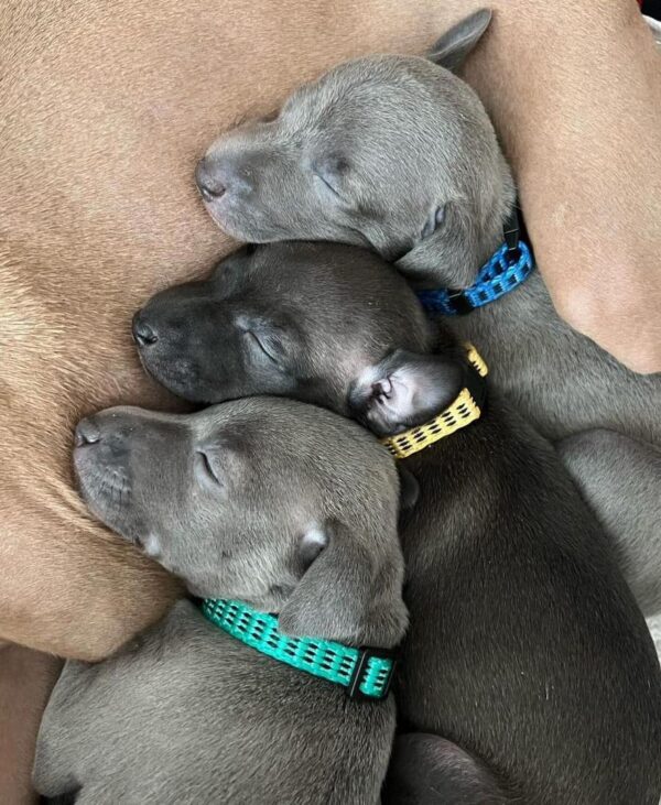 Female Italian Greyhound Puppies