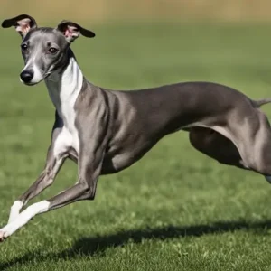 Male Italian Greyhound Adult Dogs