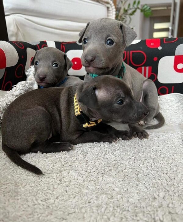 Female Italian Greyhound Puppies