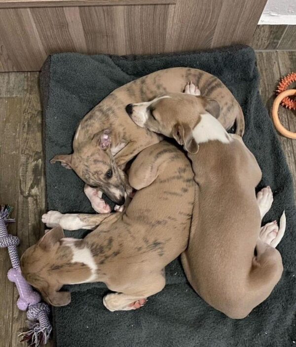 Male Italian Greyhound Puppies