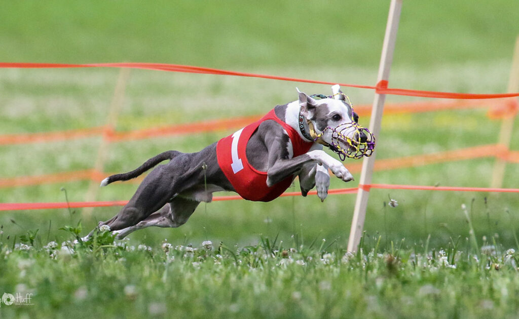 Italian Greyhound Training