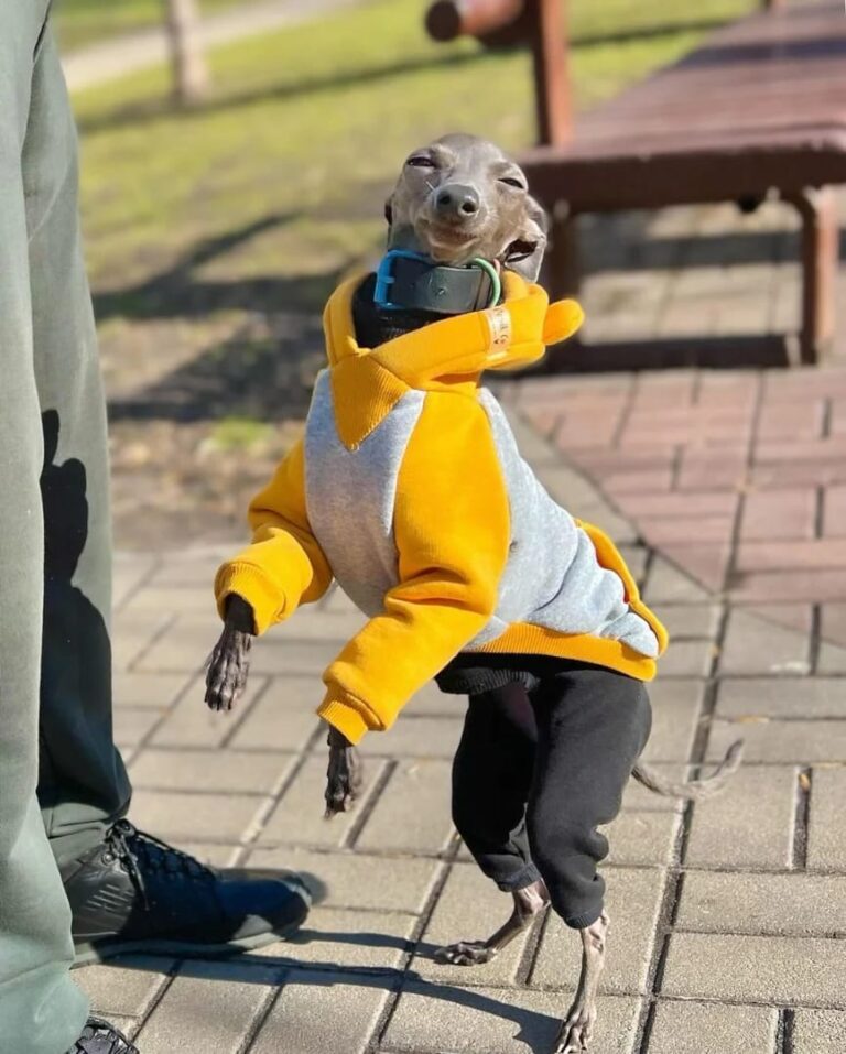 italian greyhound first time owner