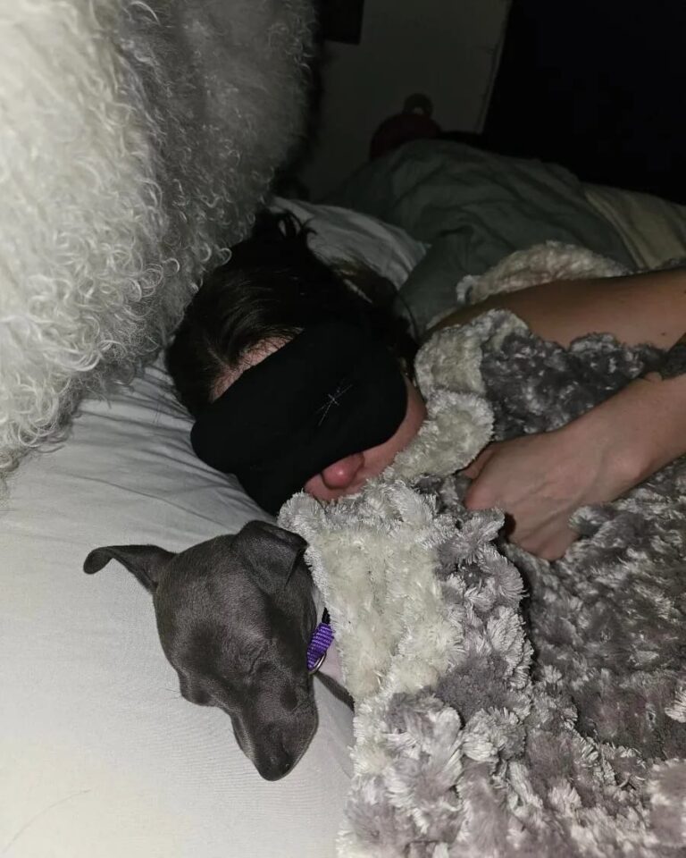 Owning an Italian Greyhound Puppy