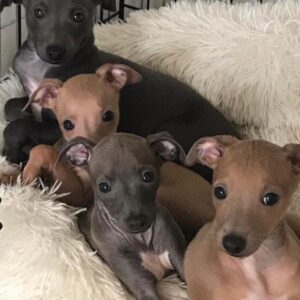 Male Italian Greyhound Pu