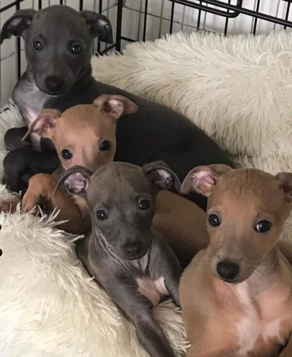 Male Italian Greyhound Pu