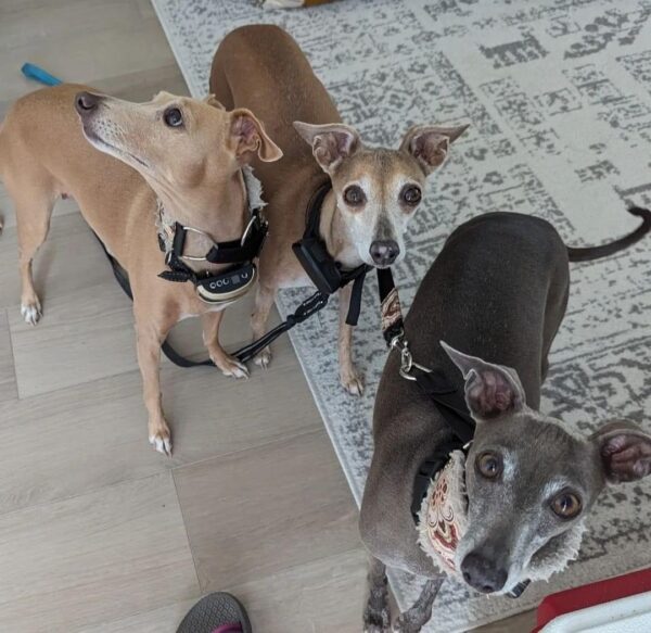 Male Italian Greyhound Puppies