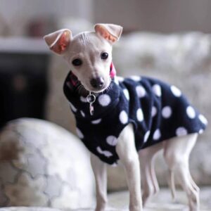 Bella - Female Italian Greyhound Puppy (12 Weeks)