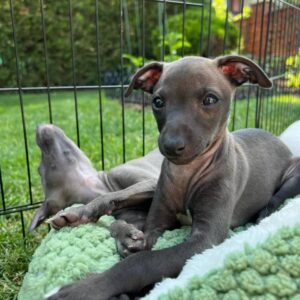 Cooper - Male Italian Greyhound Puppy (12 Weeks)