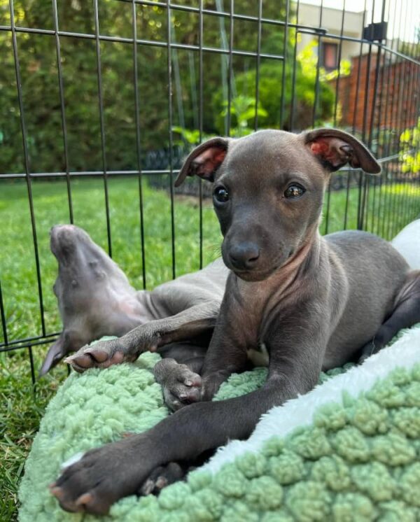 Cooper - Male Italian Greyhound Puppy (12 Weeks)