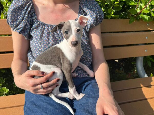 Bella - Image 3