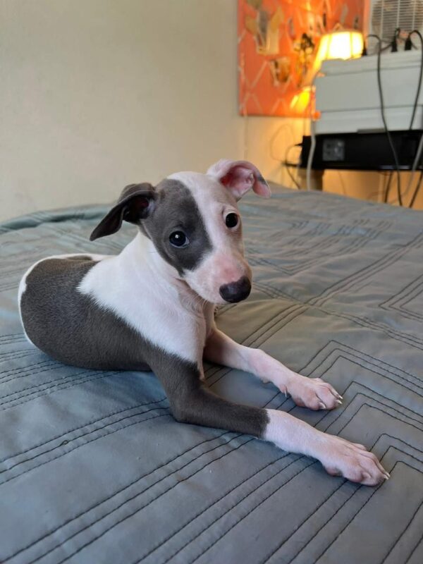Bella female italian greyhound puppy
