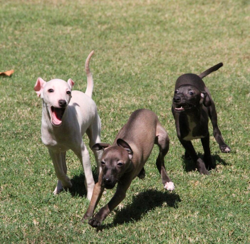 Italian Greyhound Puppy For Sale