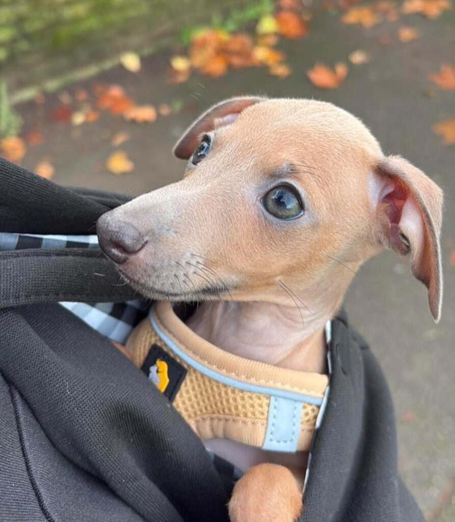 Italian Greyhound Puppy For Sale