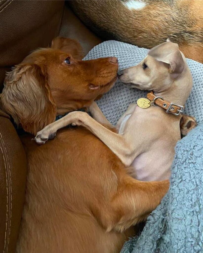 Italian Greyhound Puppy For Sale