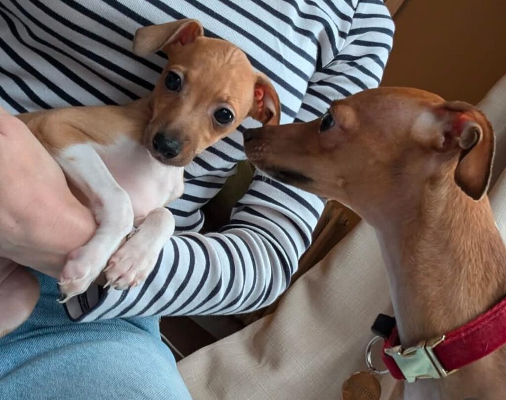 Italian Greyhound Puppy For Sale