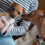 Italian greyhound puppies for adoption