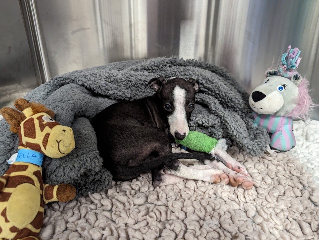 italian greyhound world