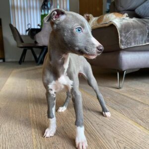 Max male italian greyhound puppy