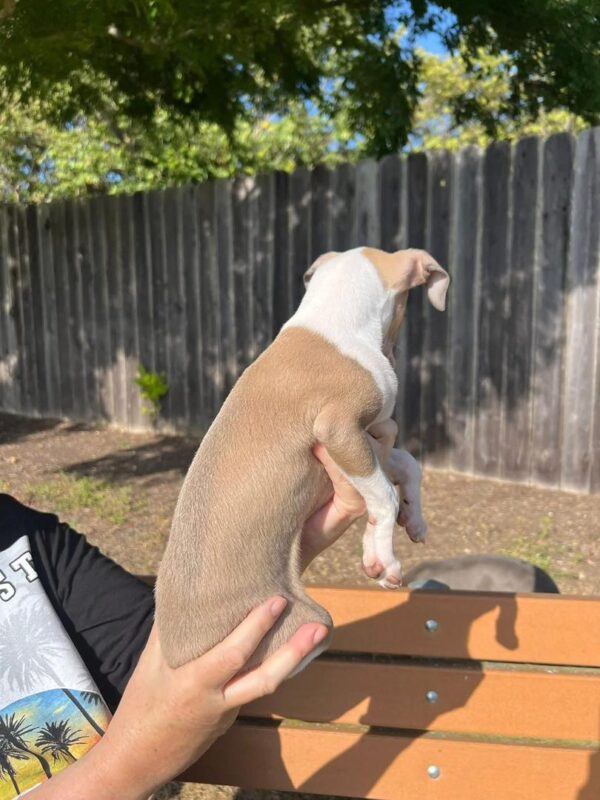 Male Italian Greyhound Puppy for Sale - Danny
