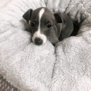 Pela female italian greyhound puppy