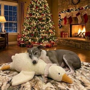 Italian Greyhound Puppy For Sale